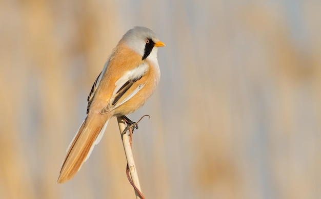 Sikora brodaty panurus biarmicus Samiec ptaka siedzi na trzcinie w świetle porannego słońca