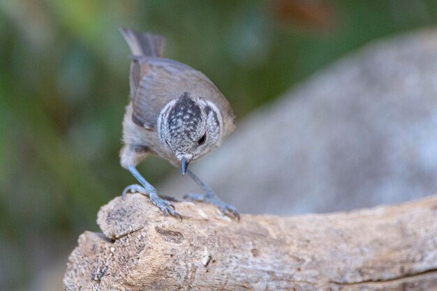 Sikora czubata Lophophanes cristatus Malaga Hiszpania