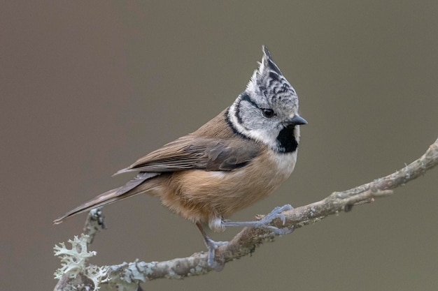 Sikora czubatka lub sikora czubatka (Lophophanes cristatus) Avila, Hiszpania