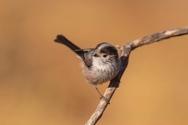 Sikora długoogoniasta Aegithalos caudatus Granada Hiszpania