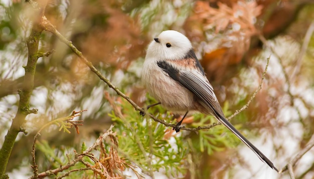 Sikora długoogoniasta Aegithalos caudatus Jesienny poranek Piękny mały ptaszek siedzący na gałęzi