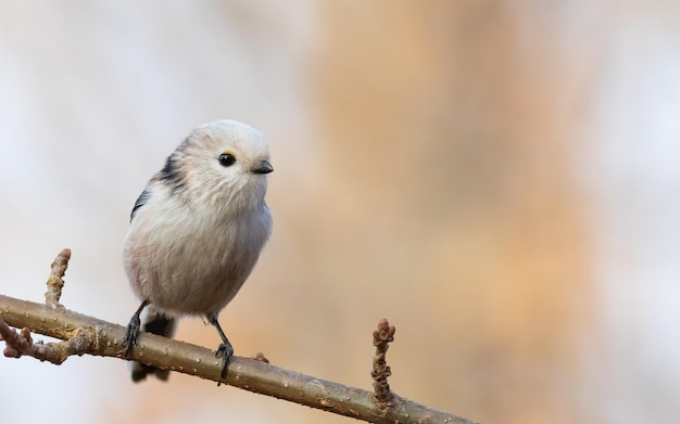 Sikora długoogoniasta Aegithalos caudatus Ptak siedzący na pięknym rozmytym tle