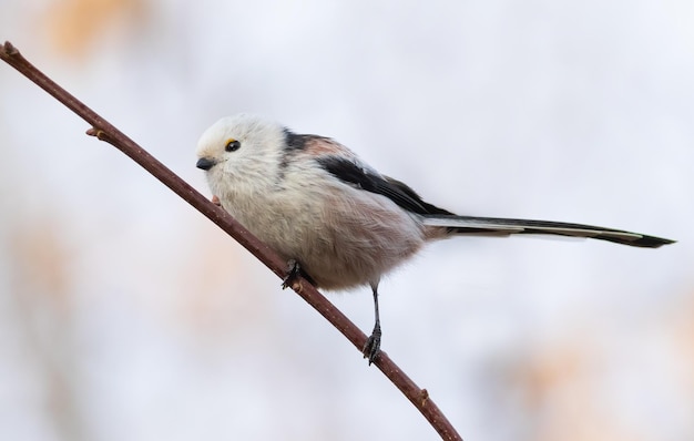 Sikora długoogoniasta Aegithalos caudatus Ptak siedzi na gałęzi na tle nieba