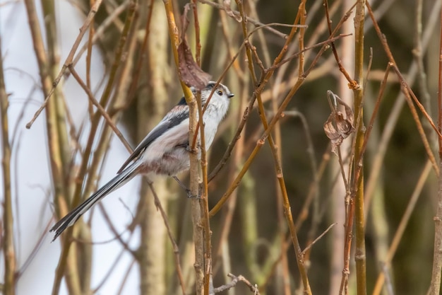 Sikora długoogoniasta na gałęzi (Aegithalos caudatus) Śliczny ptaszek