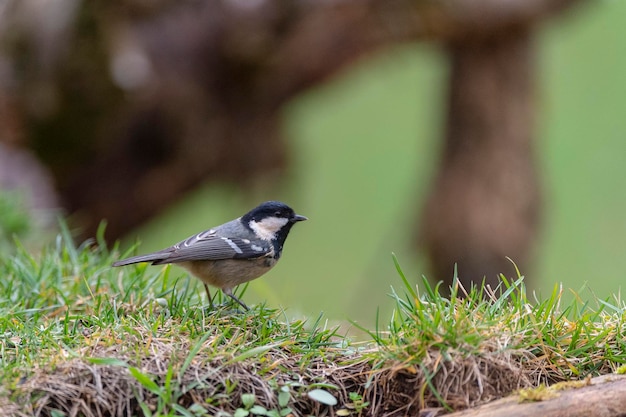 Sikora (Periparus ater) Leon, Hiszpania