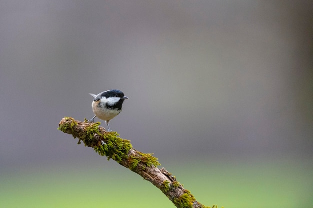 Sikora (Periparus ater) Leon, Hiszpania