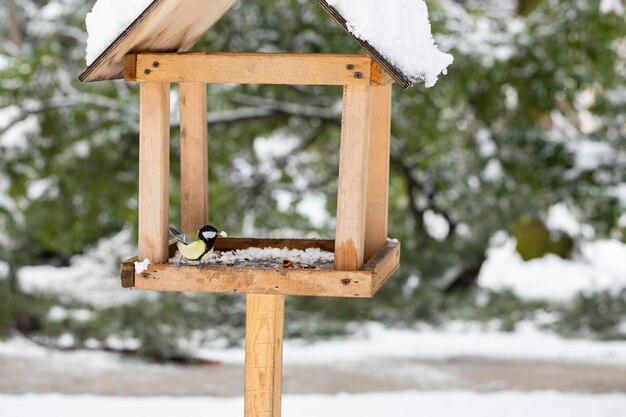 Sikora w karmniku zimowym zjada chleb Koncepcja pomagania ptakom zimą