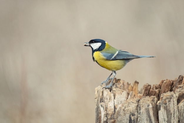 Sikorka Bogatka Siedząca Na Pniu. Parus Major.