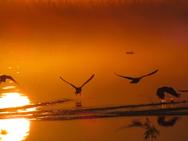 Zdjęcie silhueta ptaków latających nad jeziorem na pomarańczowym niebie