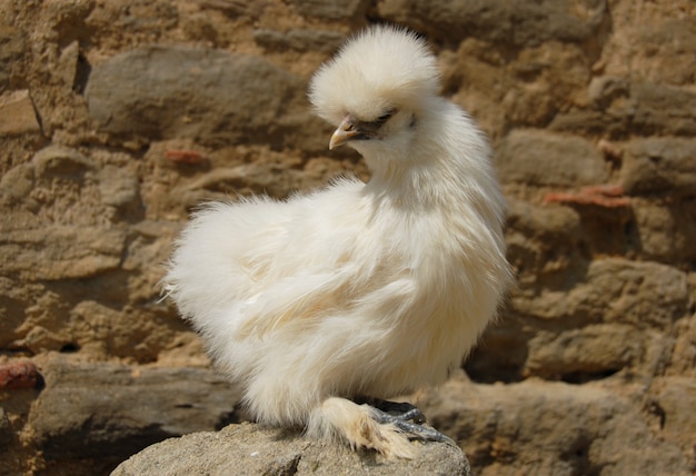 Silkie kurczak ptak