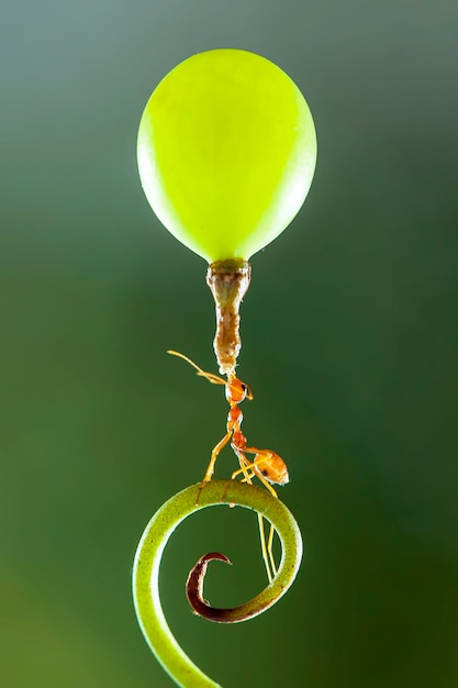 Zdjęcie silne mrówki, czerwone mrówki fotografia makro