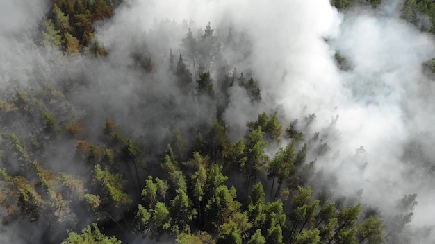 Silny Pożar Lasu W Lesie Iglastym. Pożary W Usa W 2020 Roku