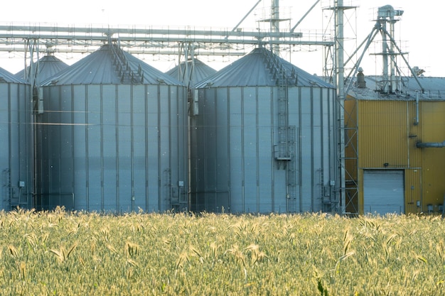 Silosy srebrne na zakładzie produkcji rolnej do przetwórstwa suszenie czyszczenie i przechowywanie produktów rolnych mąka zboża i zboża Duże żelazne beczki na ziarno Elewator spichlerza