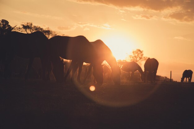 Siluetowe konie pasące się na polu na tle nieba podczas zachodu słońca