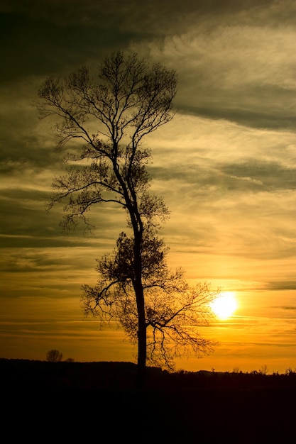 Siluweta drzewa w krajobrazie na tle zachodzącego słońca