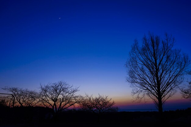 Zdjęcie siluweta gołego drzewa na tle niebieskiego nieba przy zachodzie słońca