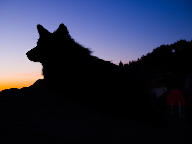 Siluweta psa na czystym niebie podczas zachodu słońca