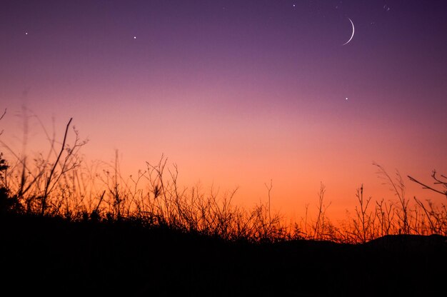 Zdjęcie siluweta roślin na tle nocnego nieba