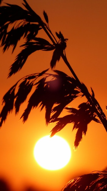 Zdjęcie siluweta rośliny przy zachodzie słońca