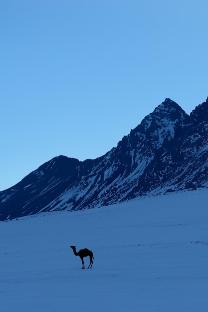 Siluweta wielbłąda w środku opuszczonego górskiego krajobrazu o zmierzchu