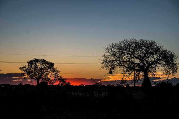 Zdjęcie siluwety drzew na polu na tle jasnego nieba przy zachodzie słońca