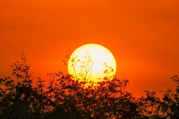Siluwety drzew na pomarańczowym niebie podczas zachodu słońca