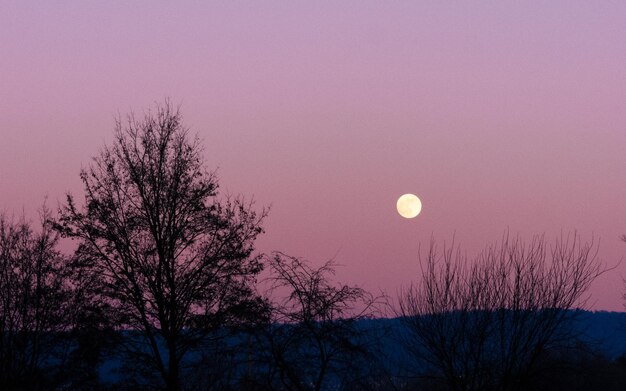 Zdjęcie siluwety drzew na tle nocnego nieba