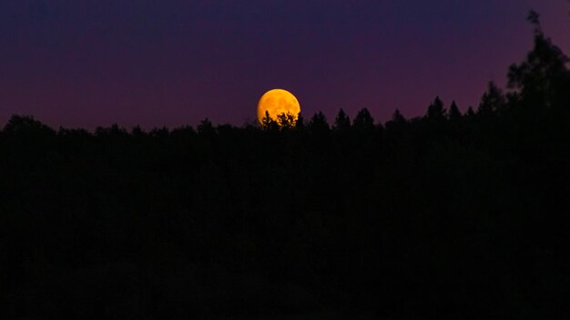 Zdjęcie siluwety drzew na tle nocnego nieba