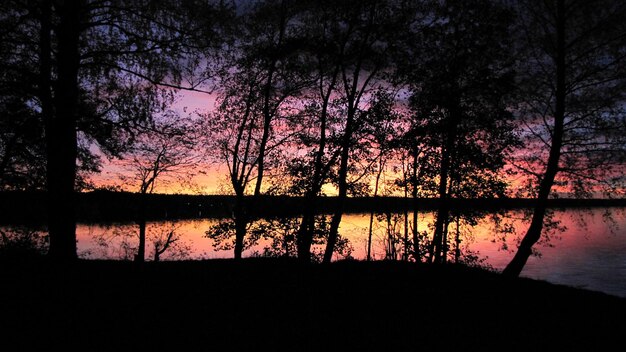 Zdjęcie siluwety drzew rosnących nad brzegiem jeziora w lesie podczas zachodu słońca