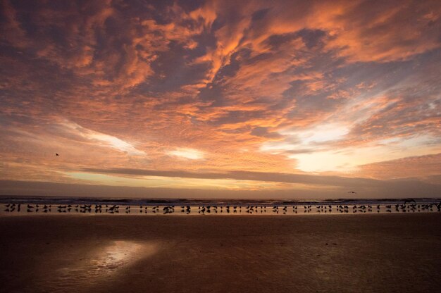 Zdjęcie siluwety ptaków siedzących na brzegu na plaży na tle nieba podczas zachodu słońca