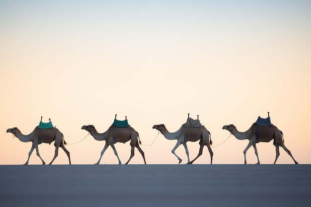 Siluwety wielbłądów w zmierzchu na pustyni