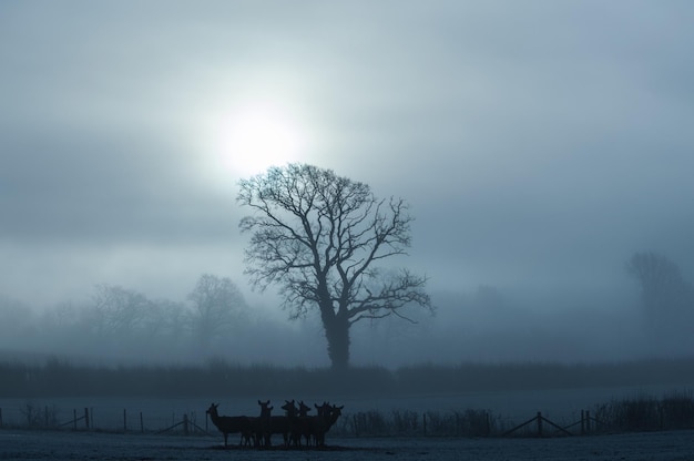 Siluwety zwierząt na polu w mglistą pogodę