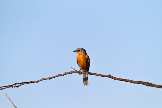 Silverbird na drzewie. Tanzania, Serengeti