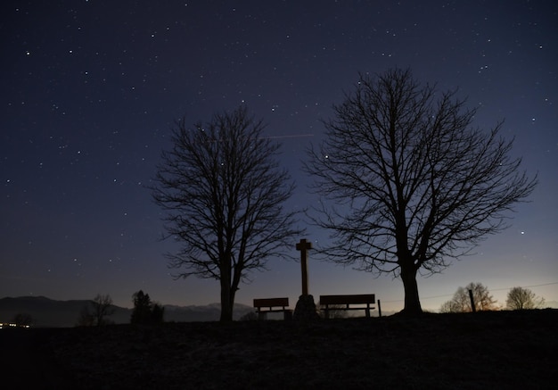 Zdjęcie silwetki drzew na polu na tle nocnego nieba