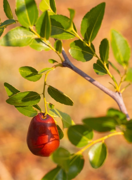 Simmondsia Chinensis - Jojoba - Niedojrzały Pilaw Na Drzewie W Słoneczny Dzień