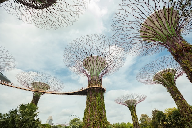 Singapore Supertrees W Ogrodzie Nad Zatoką