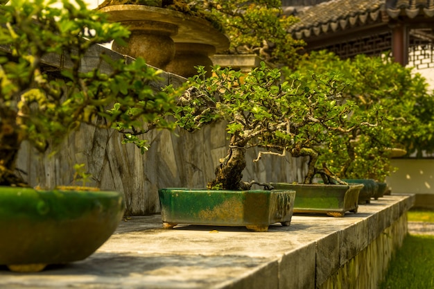 Singapur. Japoński ogród. 300-letnie karłowate drzewka bonsai
