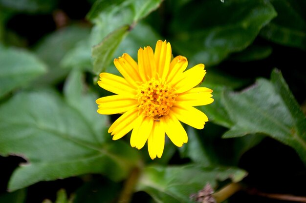 Zdjęcie singapur stokrotka żółty kwiat w ogrodzie