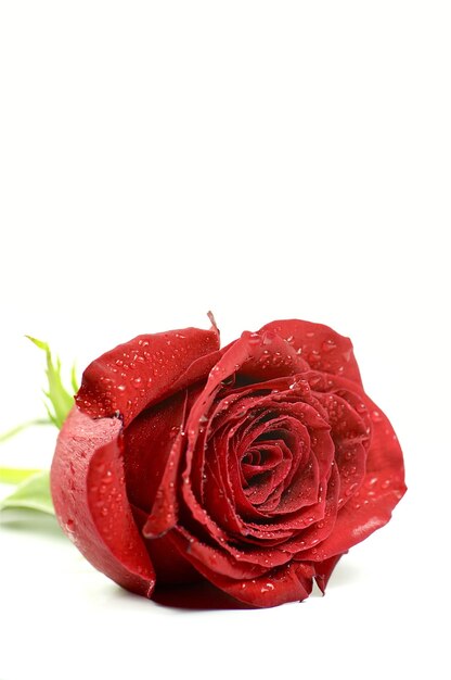 Single Rose