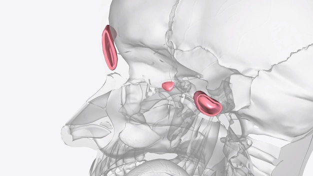 Zdjęcie sinusy to wypełnione powietrzem przestrzenie w czaszce, znajdują się za czołem, kośćmi nosa, policzkami i oczami.