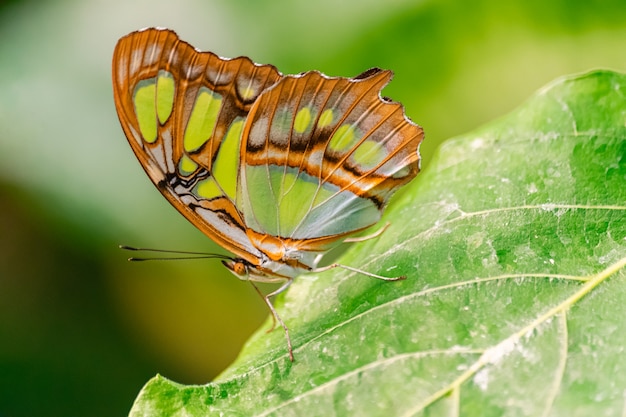 Siproeta stelenes (motyl malachitowy)