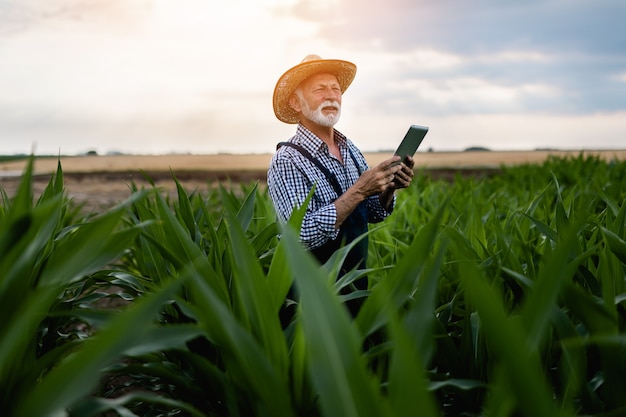 Siwe włosy brody starszy agronom kontrolujący pole kukurydzy i przy użyciu komputera typu tablet.