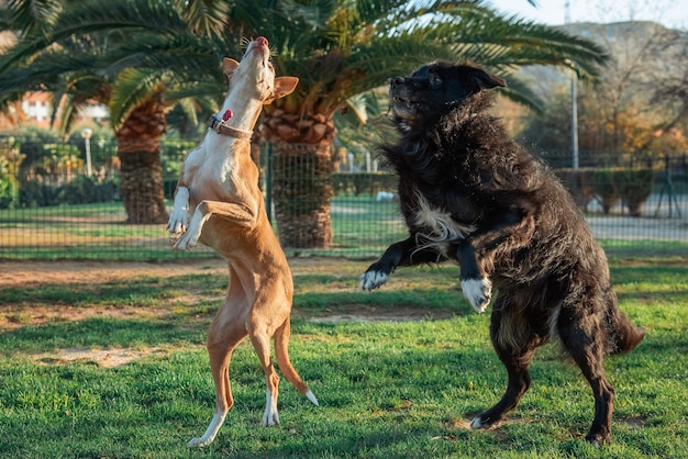 Zdjęcie skaczą psy gończe i border collie