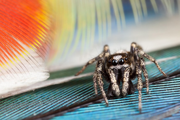 Skaczący Pająk Chodzi Po Pięknych Kolorowych Piórach Papugi Rosella