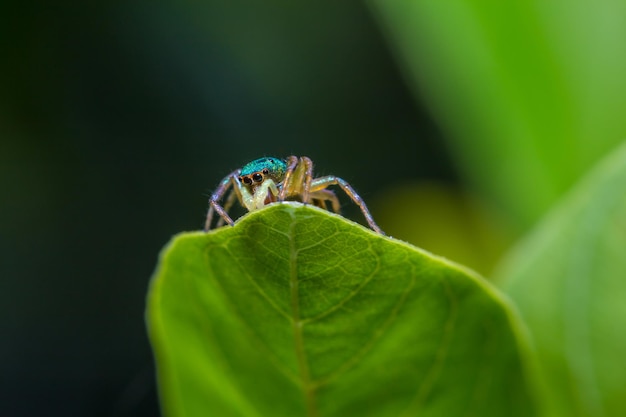 Skaczący pająk portret widok z przodu pień fotografia