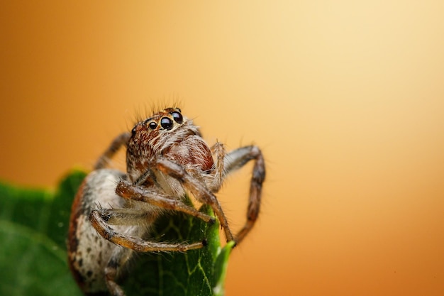 Skaczący pająk przed kamerą