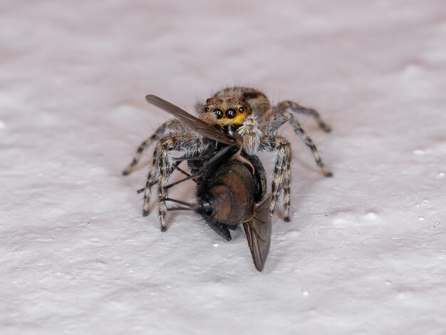 Skaczący Pająk Z Gatunku Menemerus Bivittatus żerujący Na Greenbottle Fly Genus Lucilia