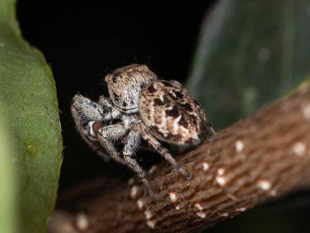 skaczący pająk z podplemienia Subtribe Dendryphantina