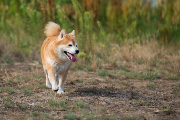 Skaczący shiba inu w trawie