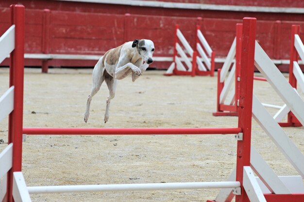 Skaczący Whippet W Zawodach Agility